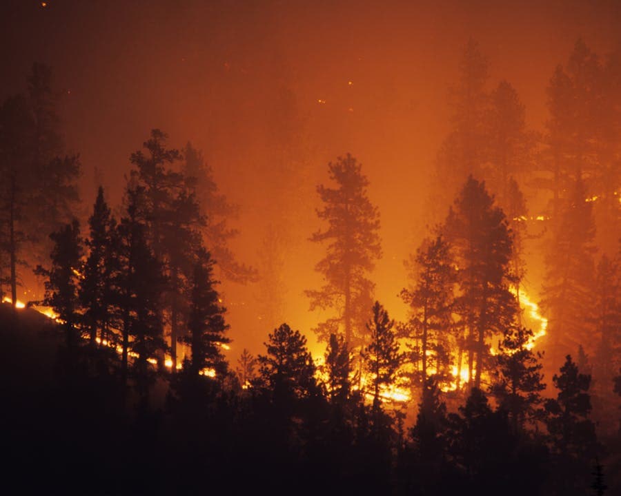 Photo of wildfire. 
